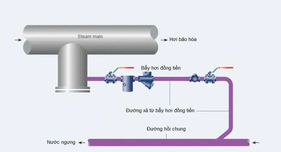 sơ đồ lắp đặt bẫy hơi đồng tiền